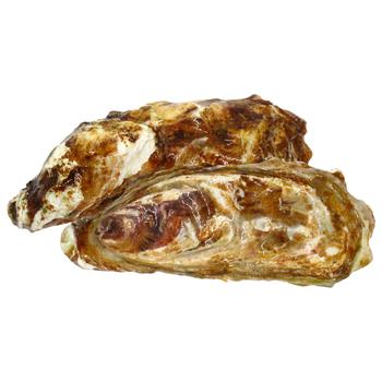 Atlantic Oyster, pc - buy, prices for - photo 1