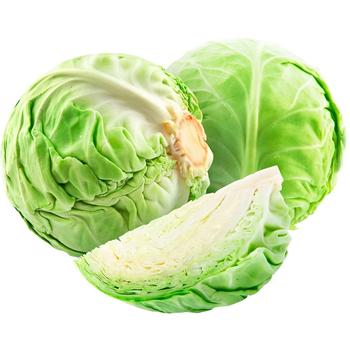 Young Cabbage Albania