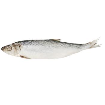 Ukrainska Zirka Slightly Salted Herring 300+ - buy, prices for Tavria V - photo 1