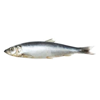 Fresh-Frozen Herring with Head 400+ - buy, prices for NOVUS - photo 1