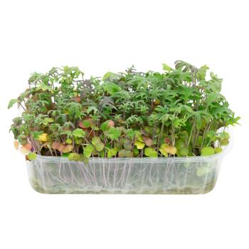 Листья Бейби Кейл