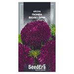 Seedera Flowers Tall Aster Pionen Violet Turm Seeds 0.25g
