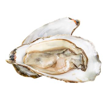 Speciales Odisey Oyster No.2 - buy, prices for NOVUS - photo 1