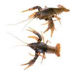Crayfish