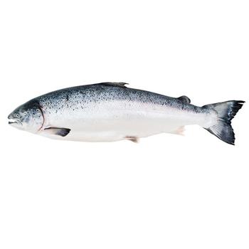 Fresh Frozen Salmon 5-6 - buy, prices for Tavria V - photo 1