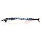 Frozen Pacific Mackerel by Weight