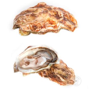 Golandkiy affinag №2 Oysters