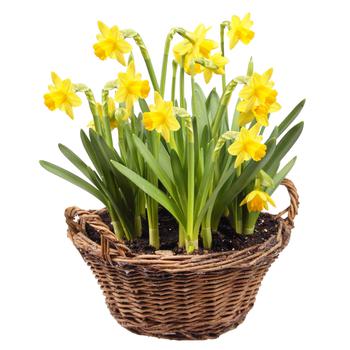 Narcissus in a wicker basket - buy, prices for Auchan - photo 2