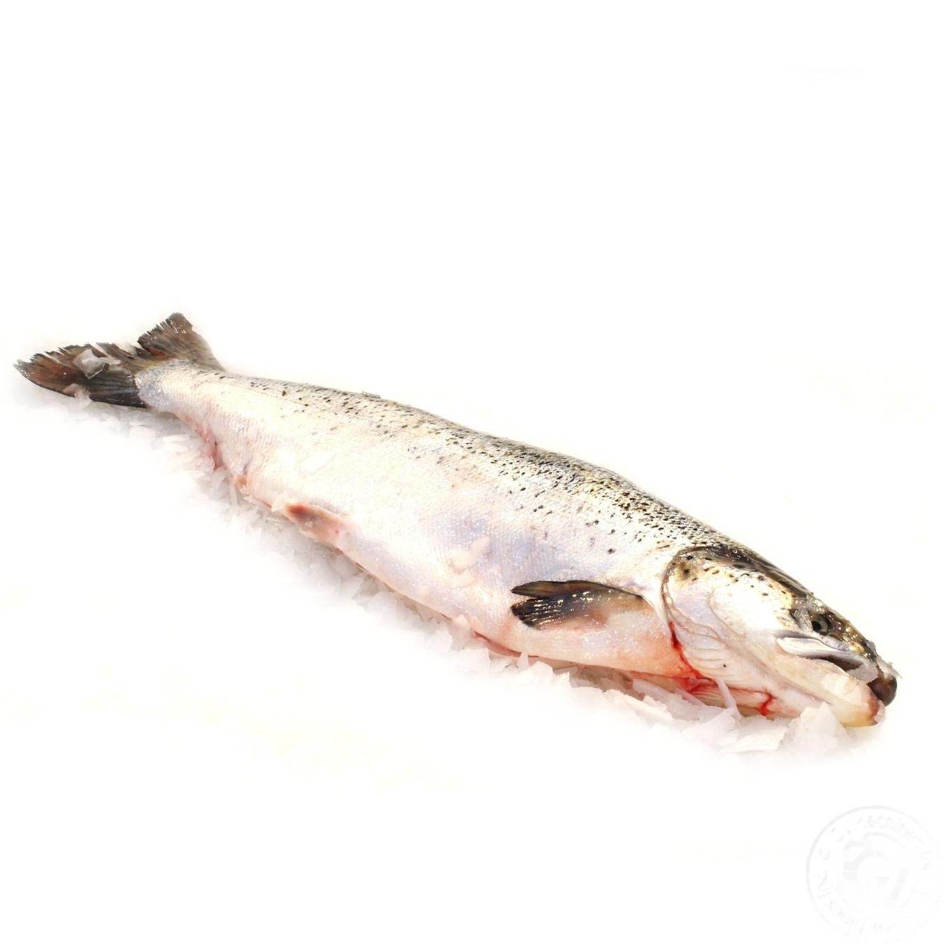 

Лосось охлажденный 1-2кг