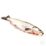 Fish salmon fresh