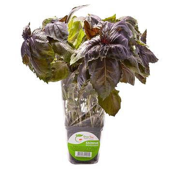 Green Time Purple Basil in Pot 100g - buy, prices for WINETIME - photo 3