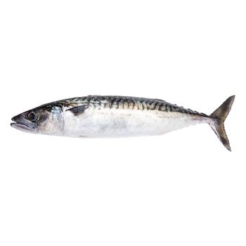 Fresh Frozen Mackerel - buy, prices for NOVUS - photo 1