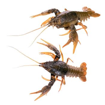 Раки - купить, цены на Cупермаркет "Харьков" - фото 1