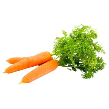 Young Carrots in Bunches