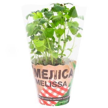 Melissa in Pot 200g - buy, prices for NOVUS - photo 1