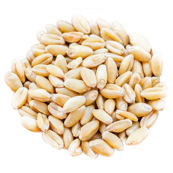 Kutya Wheat Groats - buy, prices for Auchan - photo 1