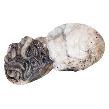 Chilled Whole Musk Octopus - buy, prices for METRO - photo 2