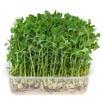 Мікрозелень горошку 200г - купити, ціни на WINETIME - фото 1