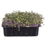 Eruca Farm Pea Microgreens