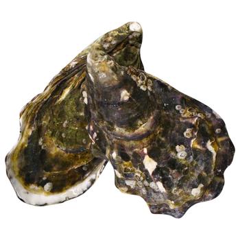 Gillardeau Speciale Oyster, pc - buy, prices for WINETIME - photo 1