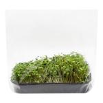 Мікрозелень Руколи 200г