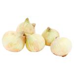 First Grade Young Onions