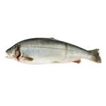 Fish spotted thicklip loach Without brand Iceland