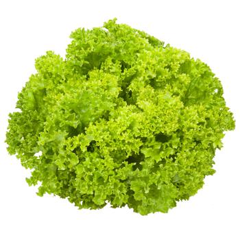 Lollo Bionda Lettuce - buy, prices for Tavria V - photo 1