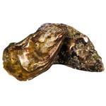 Fin De Claire №4 Oyster