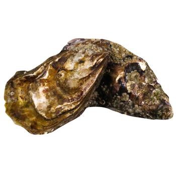 Fin De Claire №4 Oyster - buy, prices for NOVUS - photo 1