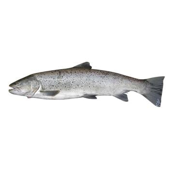 Chilled 1-2 Trout - buy, prices for NOVUS - photo 1