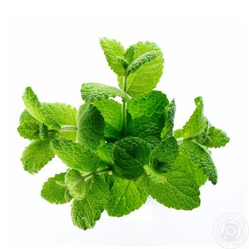 Mint - buy, prices for - photo 3