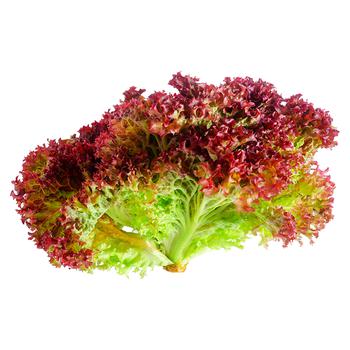 Lollo Rosso Lettuce - buy, prices for Tavria V - photo 1