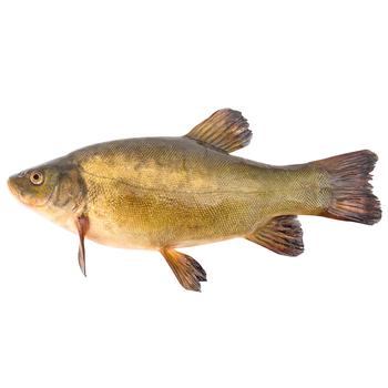 Chilled Tench - buy, prices for - photo 1