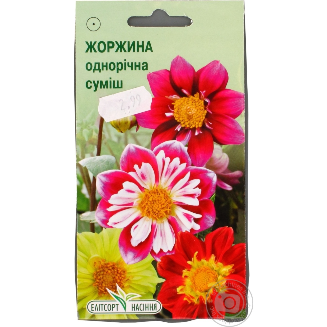 фото квіти жоржини фото квіти жоржини